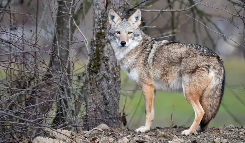 A coyote stands in the animal park of Sainte-Croix on November 22, 2018, in Rhodes, eastern France, as six specimen are recently welcomed for the first time. (Photo by JEAN-CHRISTOPHE VERHAEGEN / AFP) (Photo credit should read JEAN-CHRISTOPHE VERHAEGEN/AFP via Getty Images)