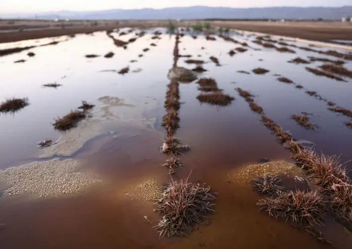 A section of an agricultural field retains minor flooding following Tropical Storm Hilary on August 24, 2023 in Oasis, California. (Photo by Mario Tama/Getty Images)