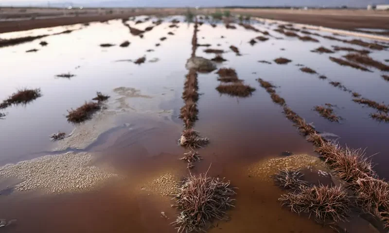 A section of an agricultural field retains minor flooding following Tropical Storm Hilary on August 24, 2023 in Oasis, California. (Photo by Mario Tama/Getty Images)